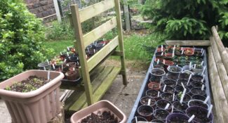 Growing for Health & Wealth Project 2